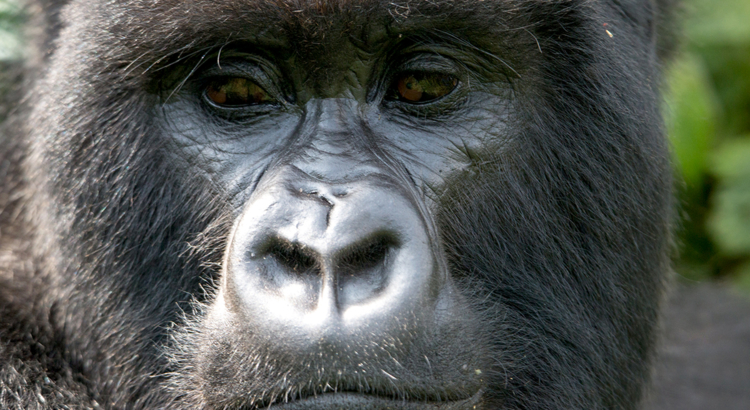 Ruanda Vulcanoes Nationalpark Gorilla Nahaufnahme Visit Rwanda
